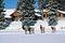 Fairmont Jasper Park Lodge at Independent Ski Links